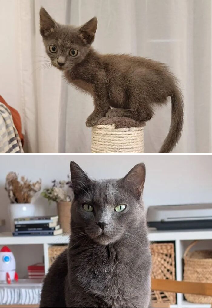 Cats Who Went From Zero to Hero After Finding Their Forever Homes