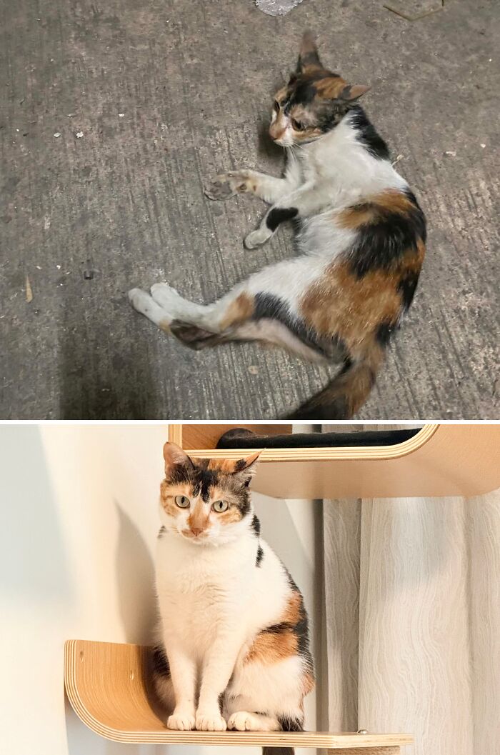 Cats Who Went From Zero to Hero After Finding Their Forever Homes