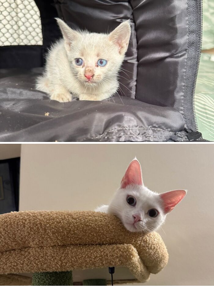 Cats Who Went From Zero to Hero After Finding Their Forever Homes