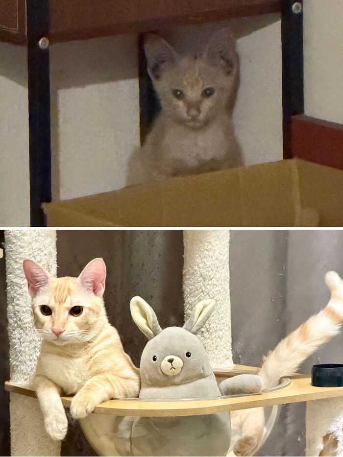 Cats Who Went From Zero to Hero After Finding Their Forever Homes