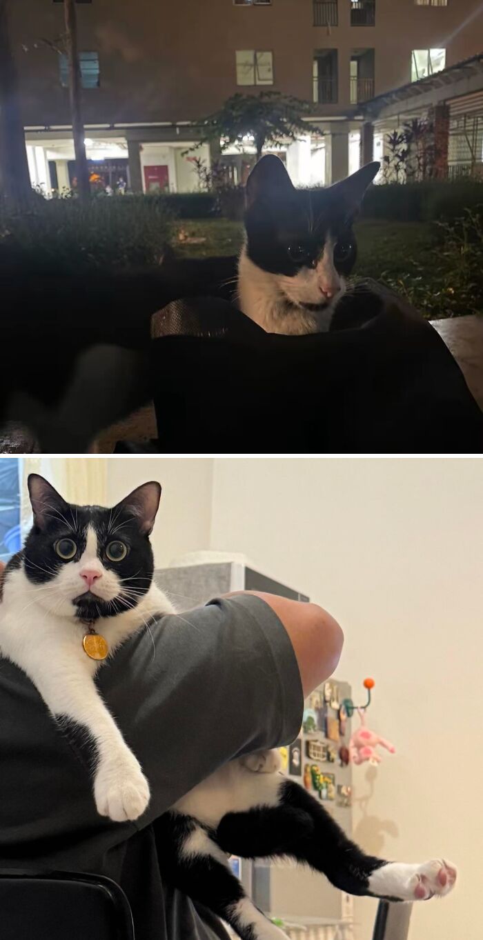 Cats Who Went From Zero to Hero After Finding Their Forever Homes