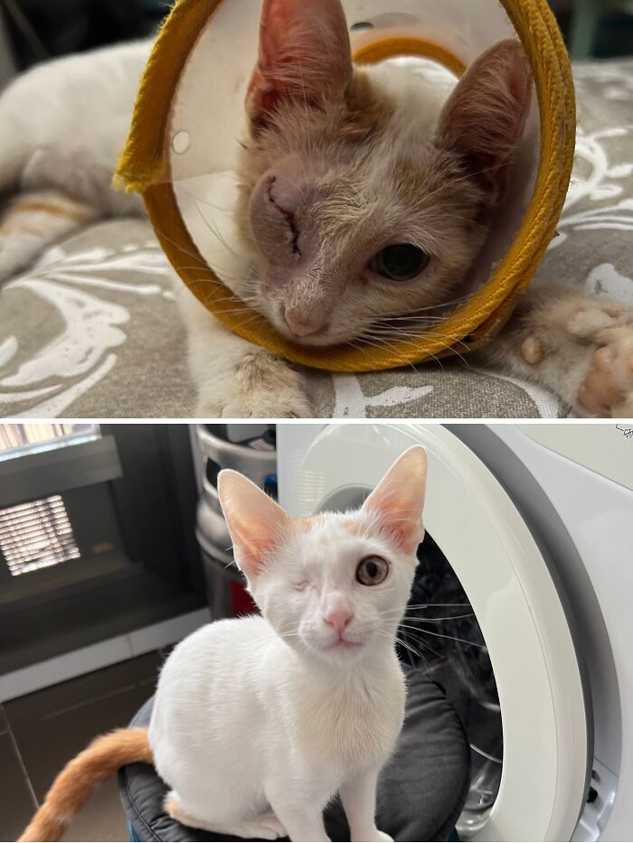 Cats Who Went From Zero to Hero After Finding Their Forever Homes
