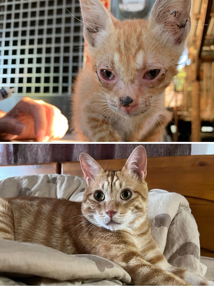 Cats Who Went From Zero to Hero After Finding Their Forever Homes