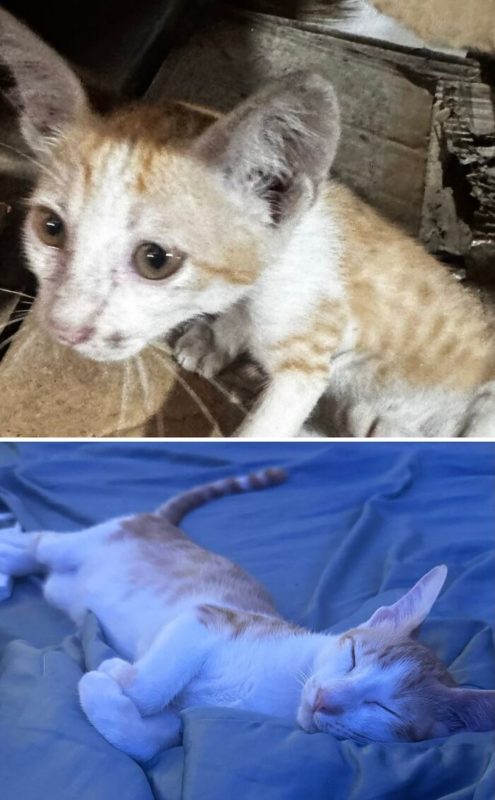 Cats Who Went From Zero to Hero After Finding Their Forever Homes