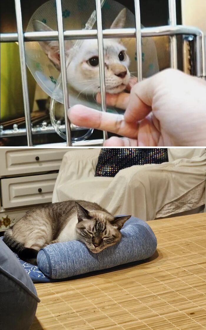 Cats Who Went From Zero to Hero After Finding Their Forever Homes