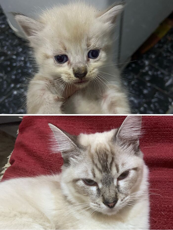 Cats Who Went From Zero to Hero After Finding Their Forever Homes