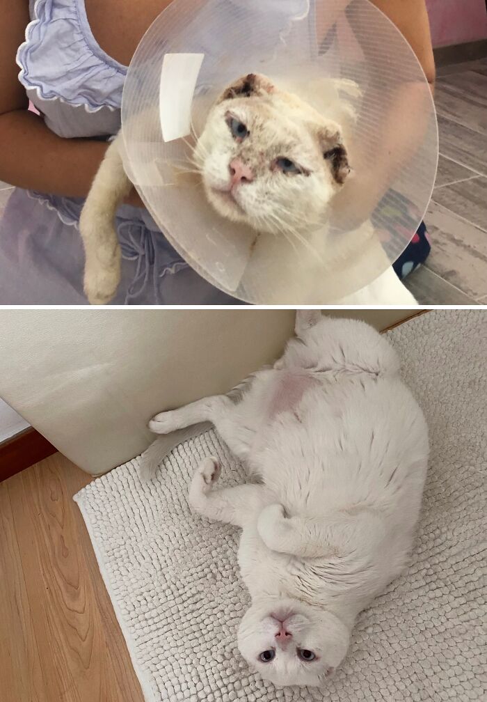 Cats Who Went From Zero to Hero After Finding Their Forever Homes