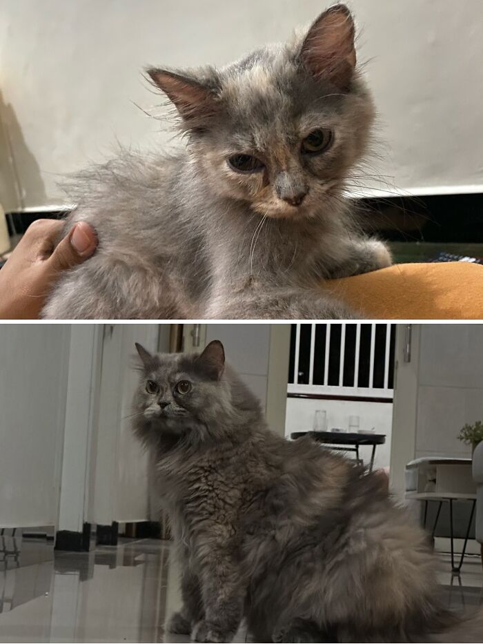 Cats Who Went From Zero to Hero After Finding Their Forever Homes