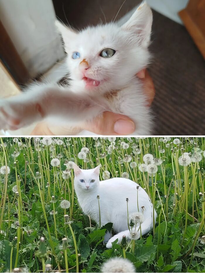 Cats Who Went From Zero to Hero After Finding Their Forever Homes