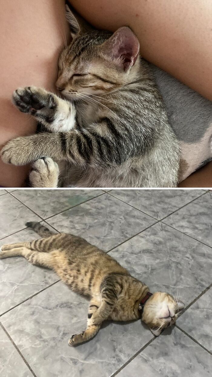 Cats Who Went From Zero to Hero After Finding Their Forever Homes