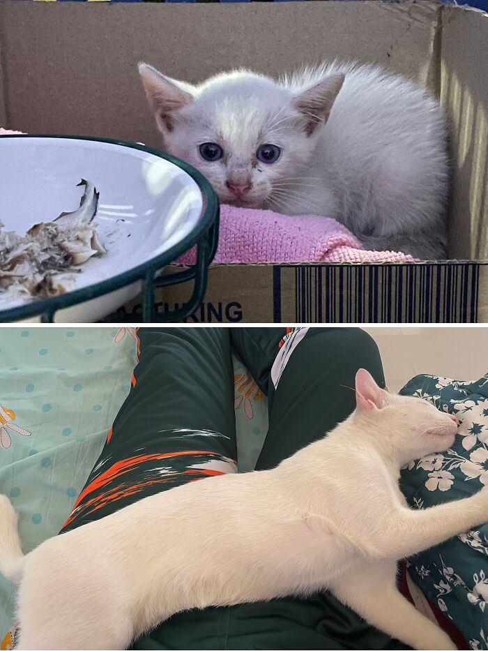 Cats Who Went From Zero to Hero After Finding Their Forever Homes