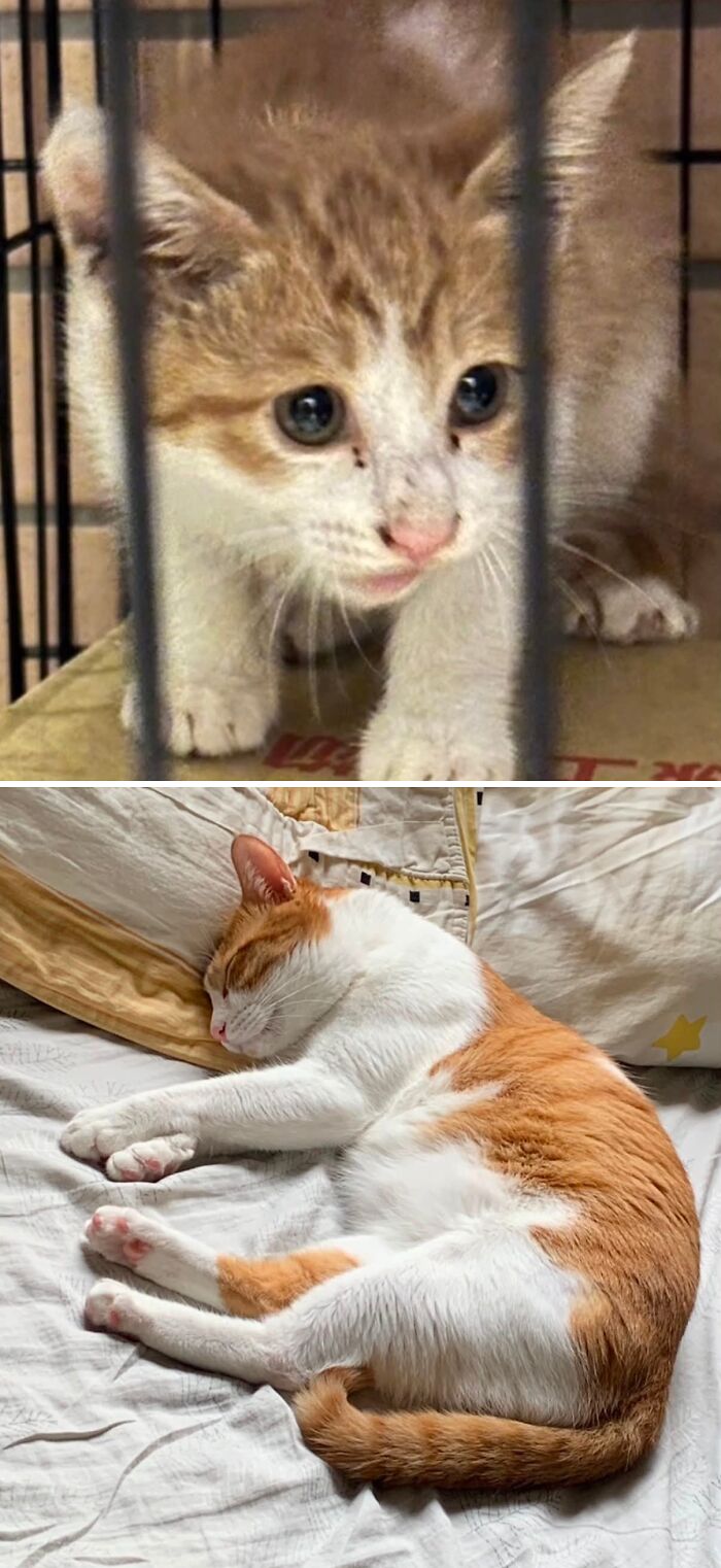 Cats Who Went From Zero to Hero After Finding Their Forever Homes