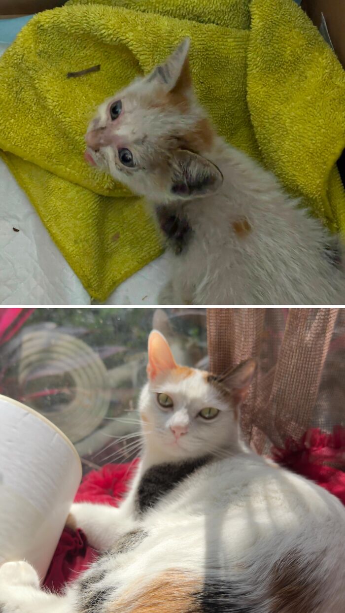 Cats Who Went From Zero to Hero After Finding Their Forever Homes
