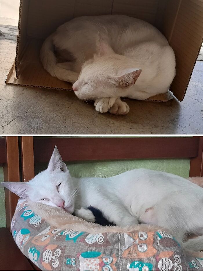 Cats Who Went From Zero to Hero After Finding Their Forever Homes