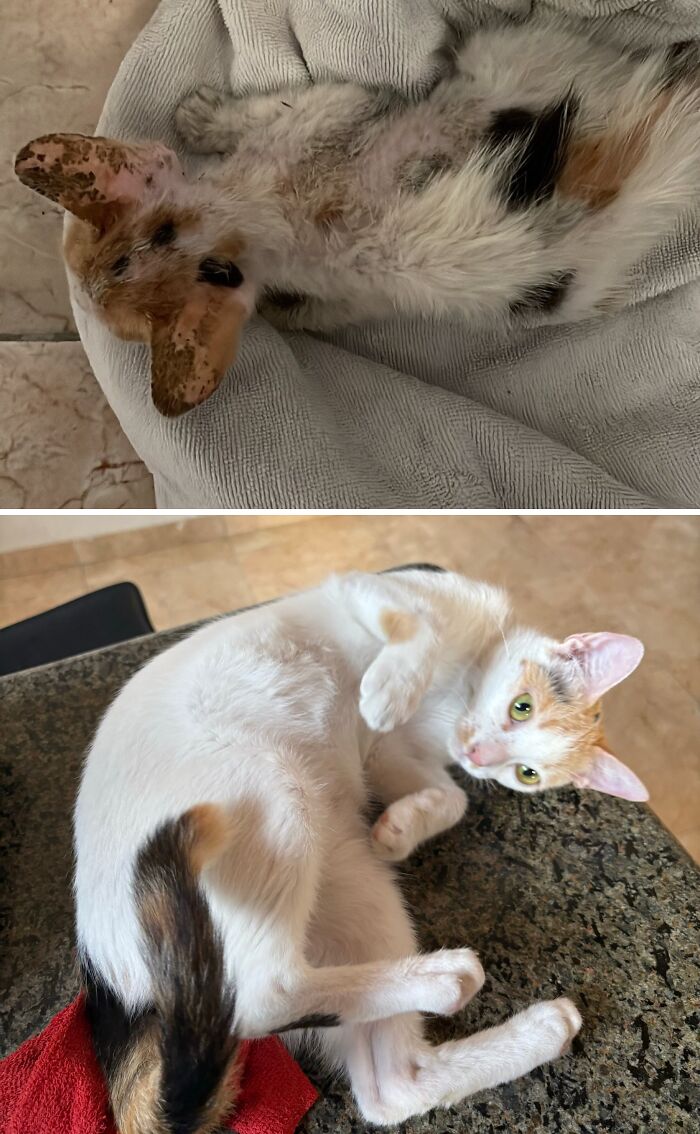 Cats Who Went From Zero to Hero After Finding Their Forever Homes