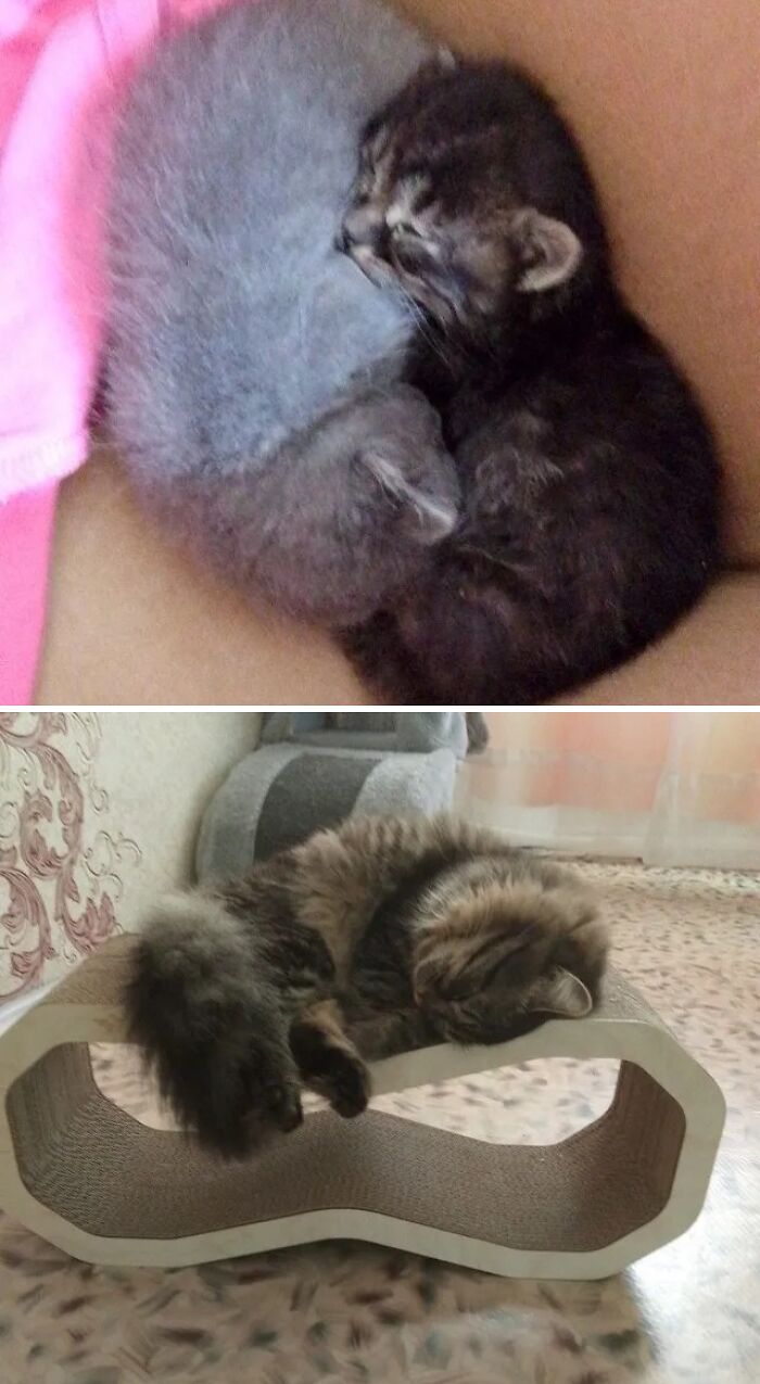 Cats Who Went From Zero to Hero After Finding Their Forever Homes