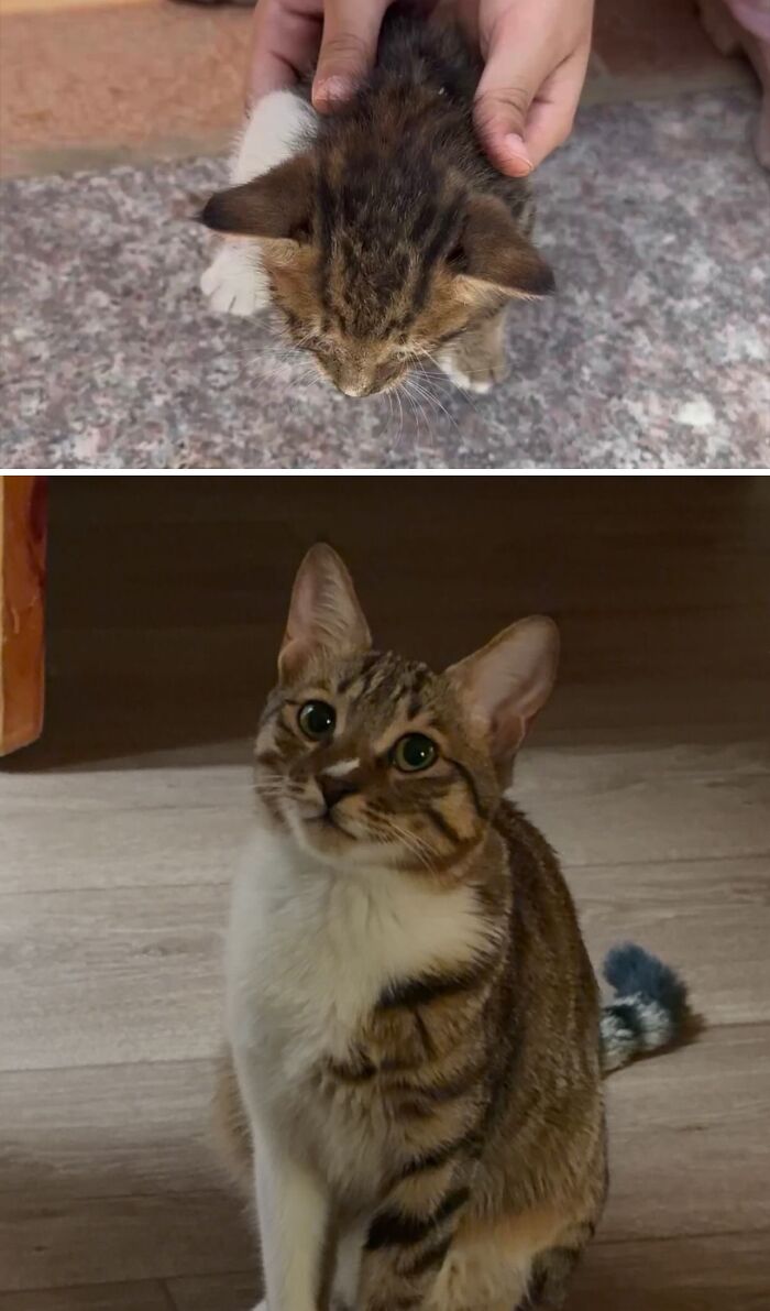 Cats Who Went From Zero to Hero After Finding Their Forever Homes