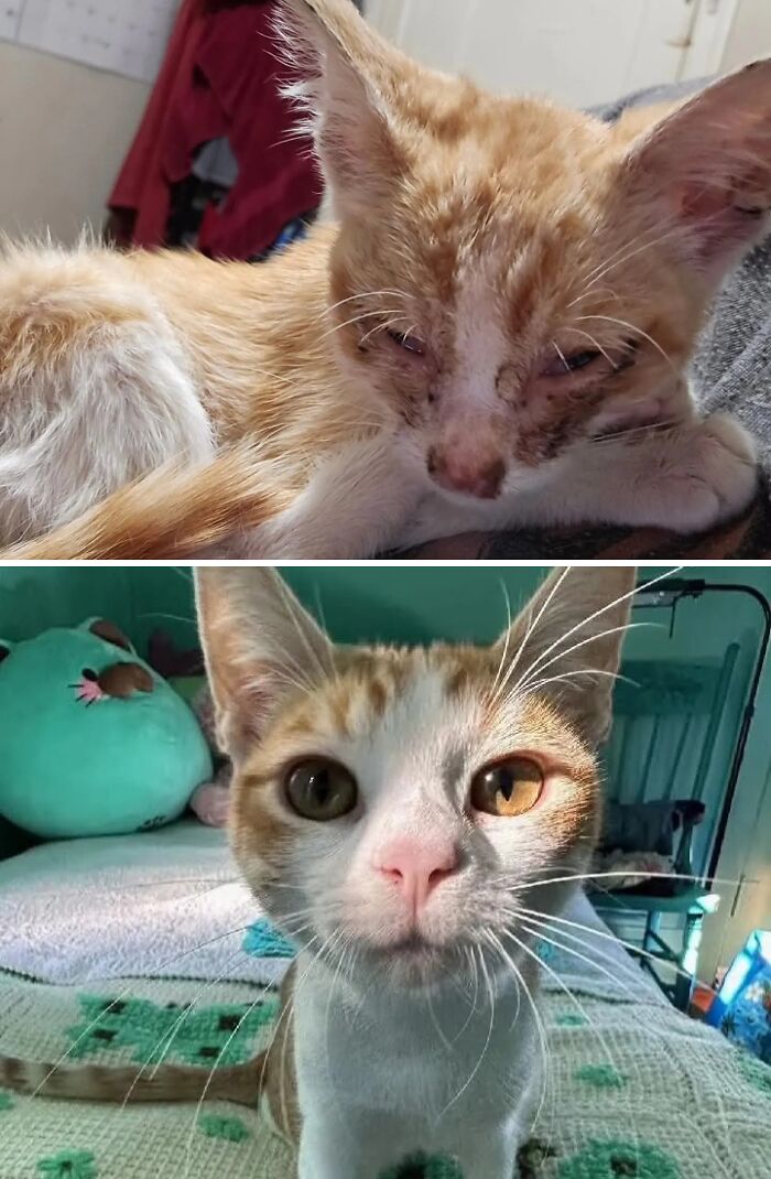 Cats Who Went From Zero to Hero After Finding Their Forever Homes