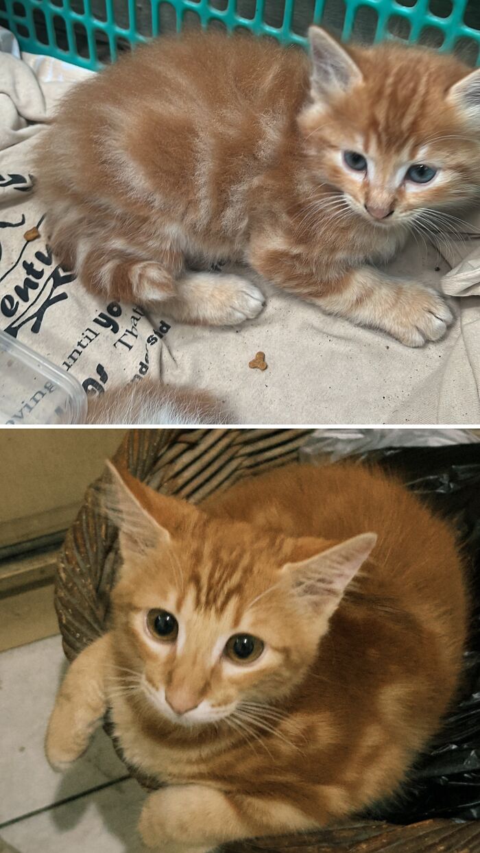 Cats Who Went From Zero to Hero After Finding Their Forever Homes