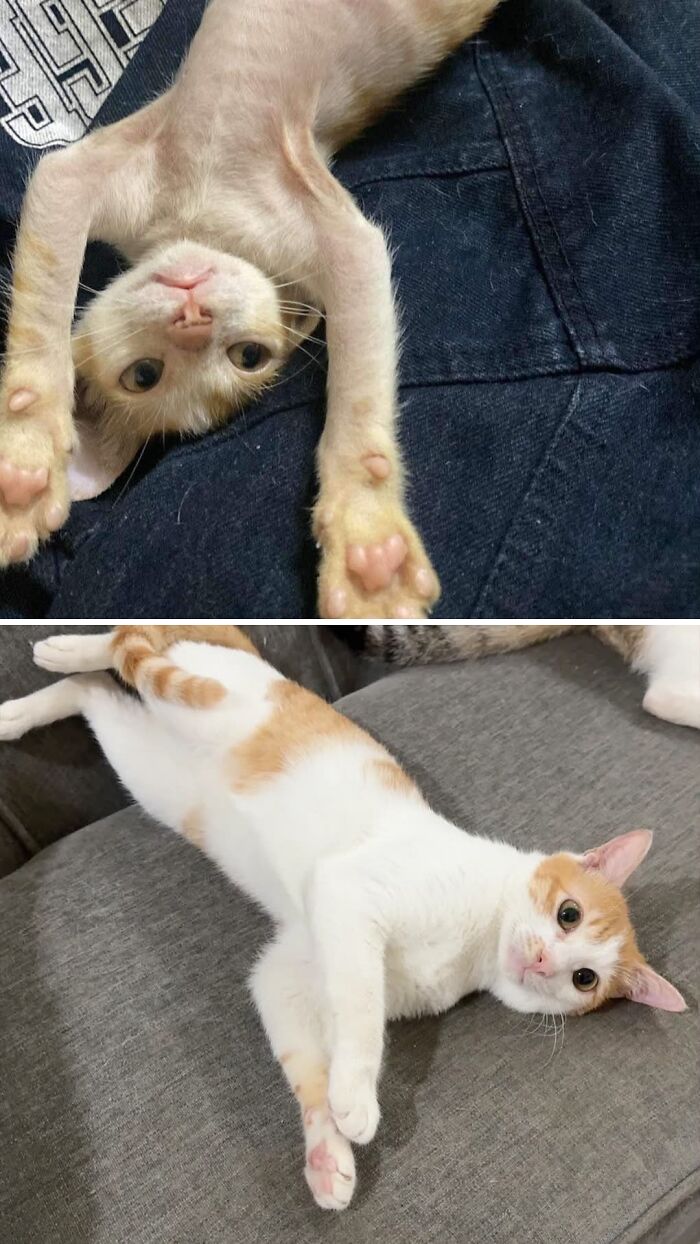 Cats Who Went From Zero to Hero After Finding Their Forever Homes