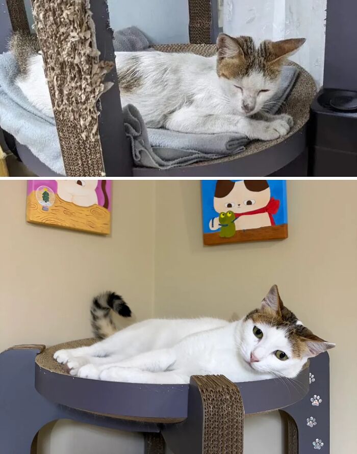 Cats Who Went From Zero to Hero After Finding Their Forever Homes