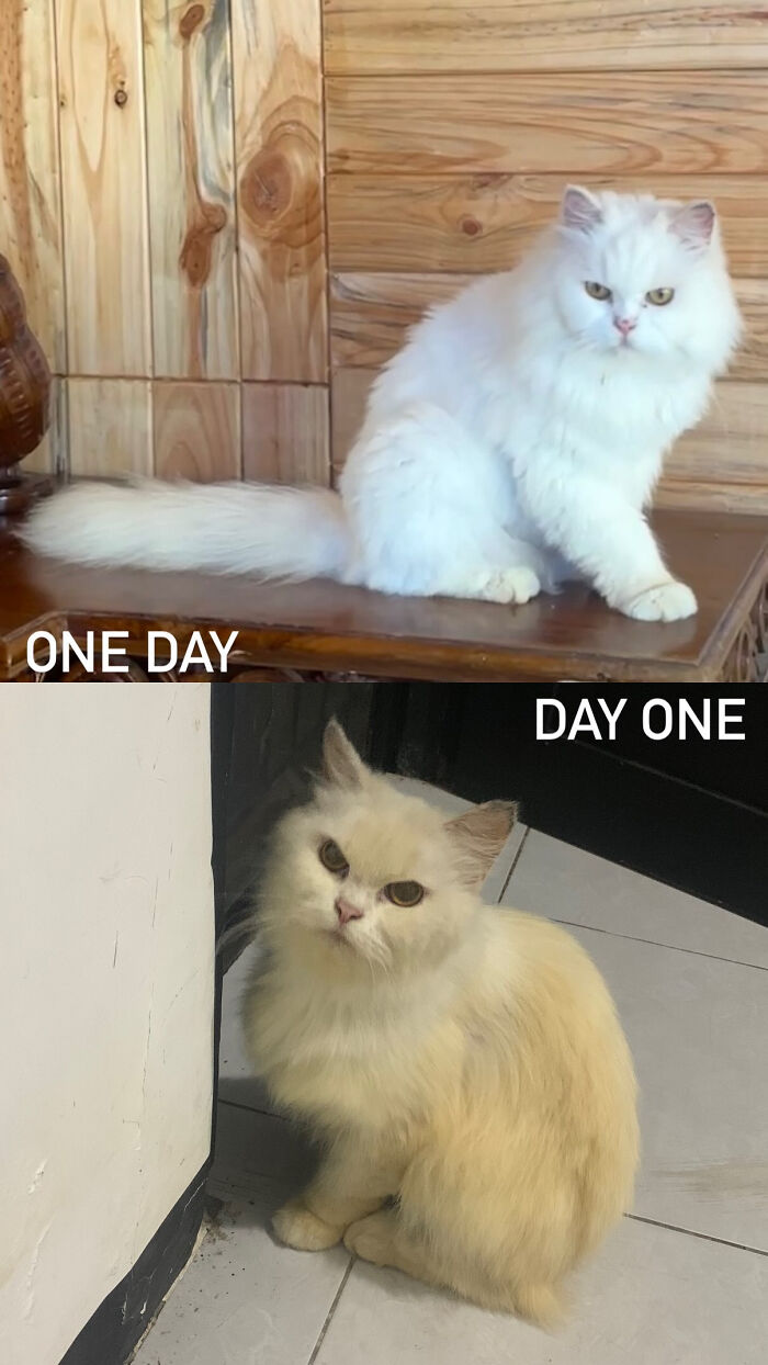 Cats Who Went From Zero to Hero After Finding Their Forever Homes