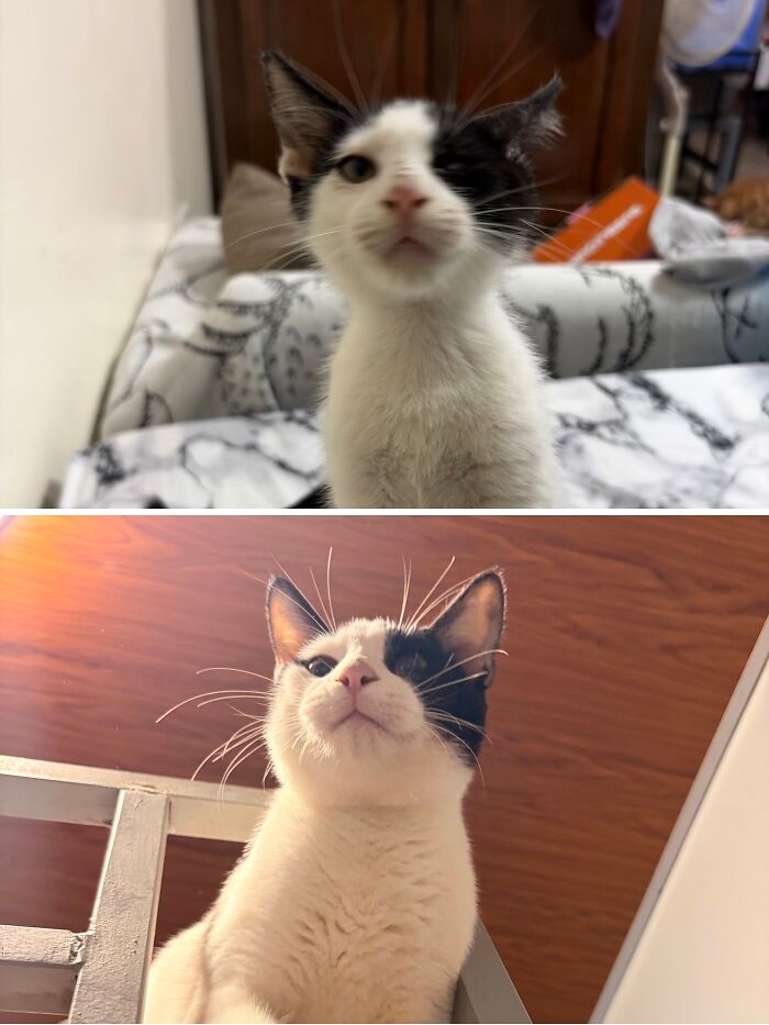 Cats Who Went From Zero to Hero After Finding Their Forever Homes