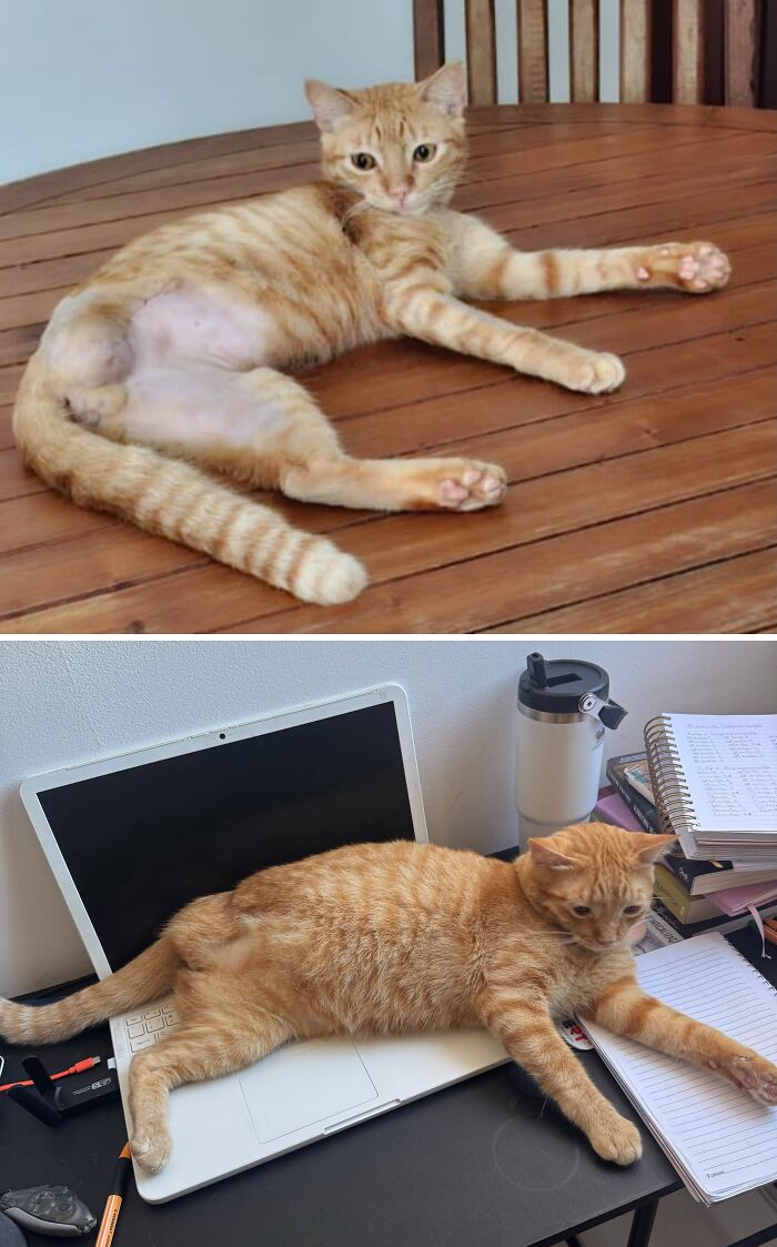 Cats Who Went From Zero to Hero After Finding Their Forever Homes