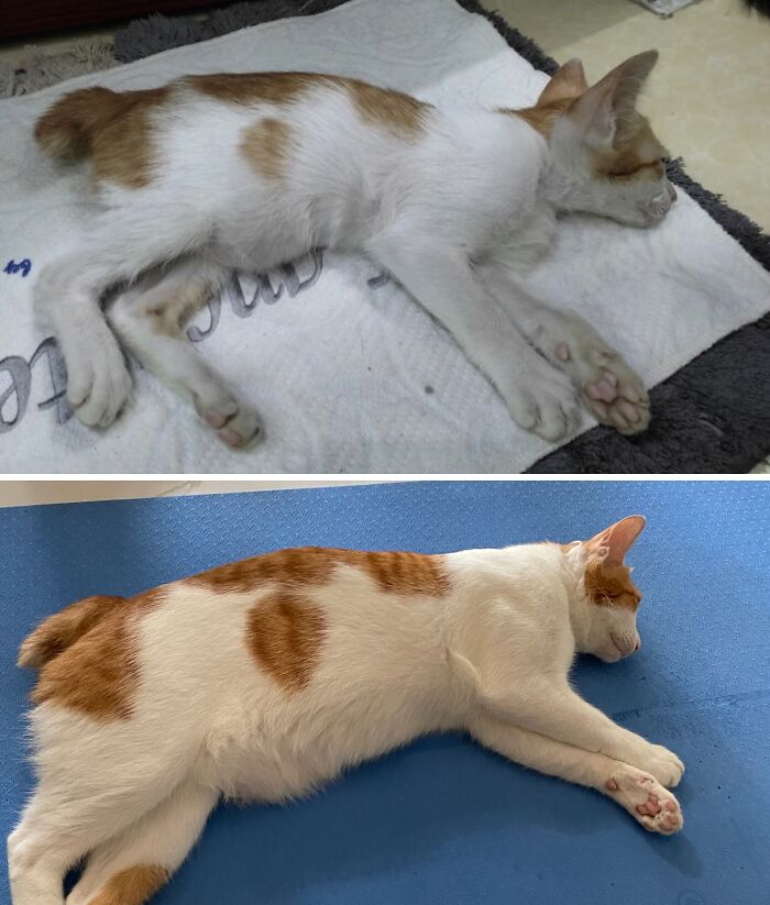 Cats Who Went From Zero to Hero After Finding Their Forever Homes