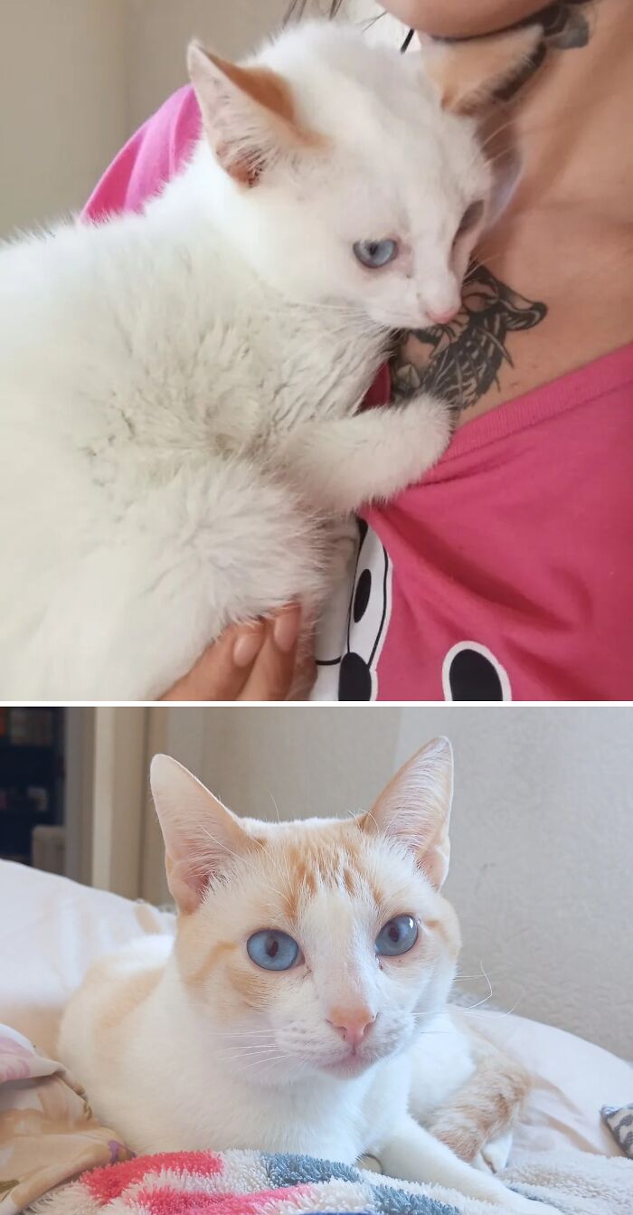 Cats Who Went From Zero to Hero After Finding Their Forever Homes