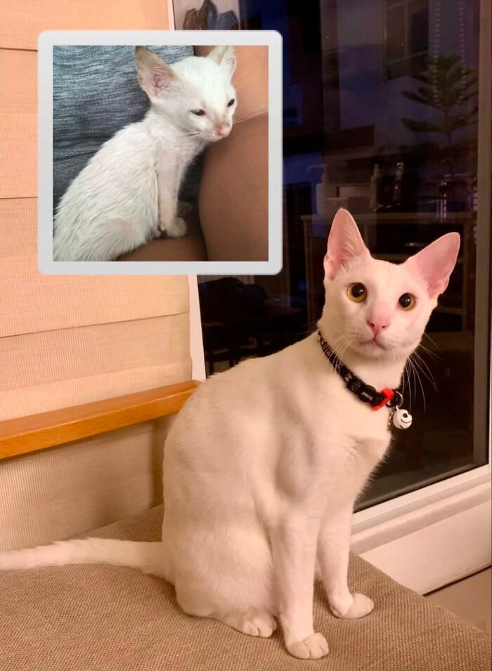 Cats Who Went From Zero to Hero After Finding Their Forever Homes