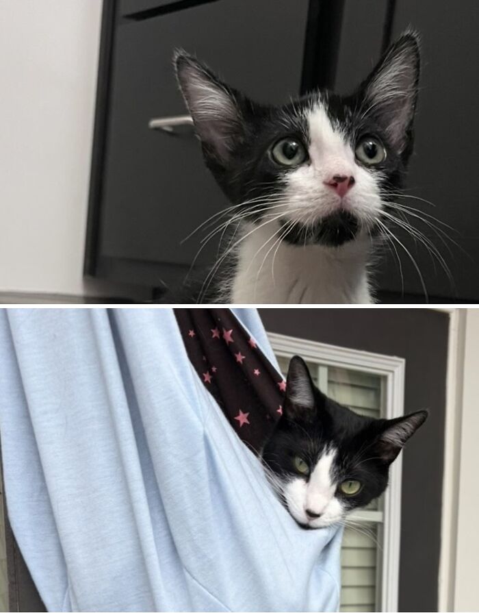 Cats Who Went From Zero to Hero After Finding Their Forever Homes