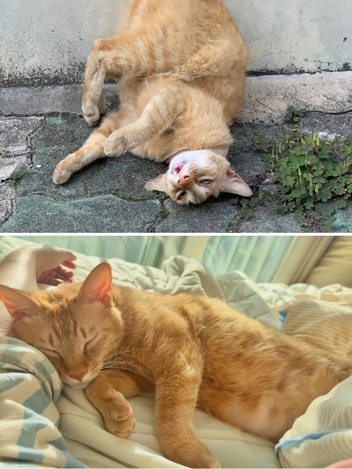 Cats Who Went From Zero to Hero After Finding Their Forever Homes