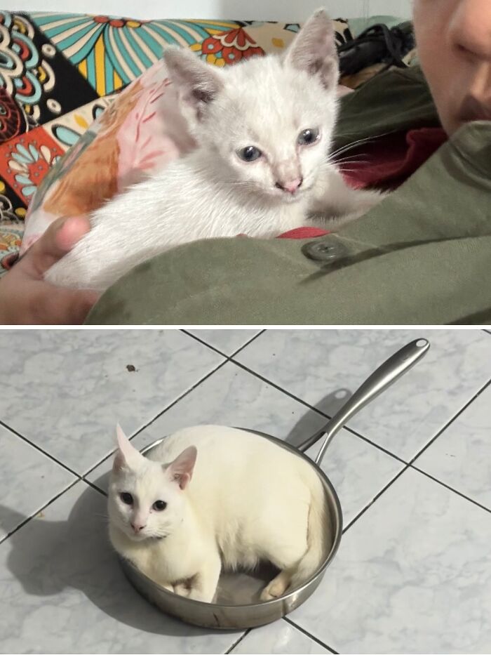 Cats Who Went From Zero to Hero After Finding Their Forever Homes