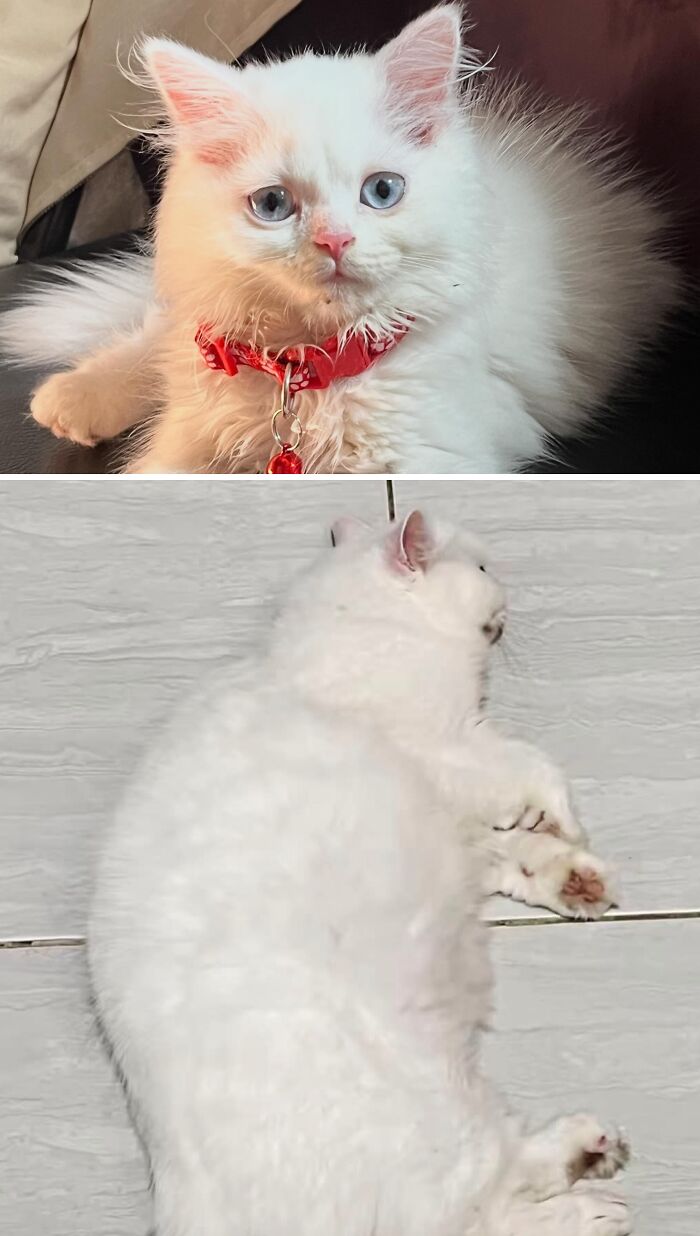 Cats Who Went From Zero to Hero After Finding Their Forever Homes