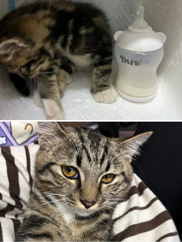 Cats Who Went From Zero to Hero After Finding Their Forever Homes