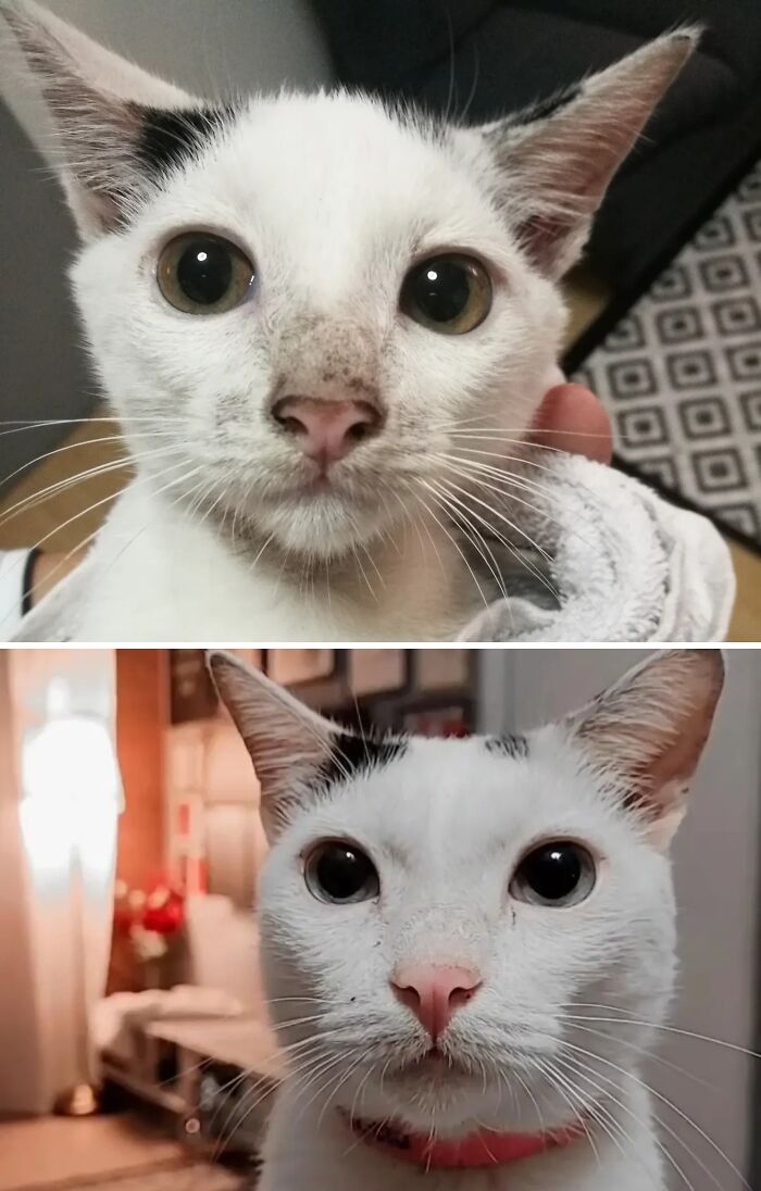 Cats Who Went From Zero to Hero After Finding Their Forever Homes