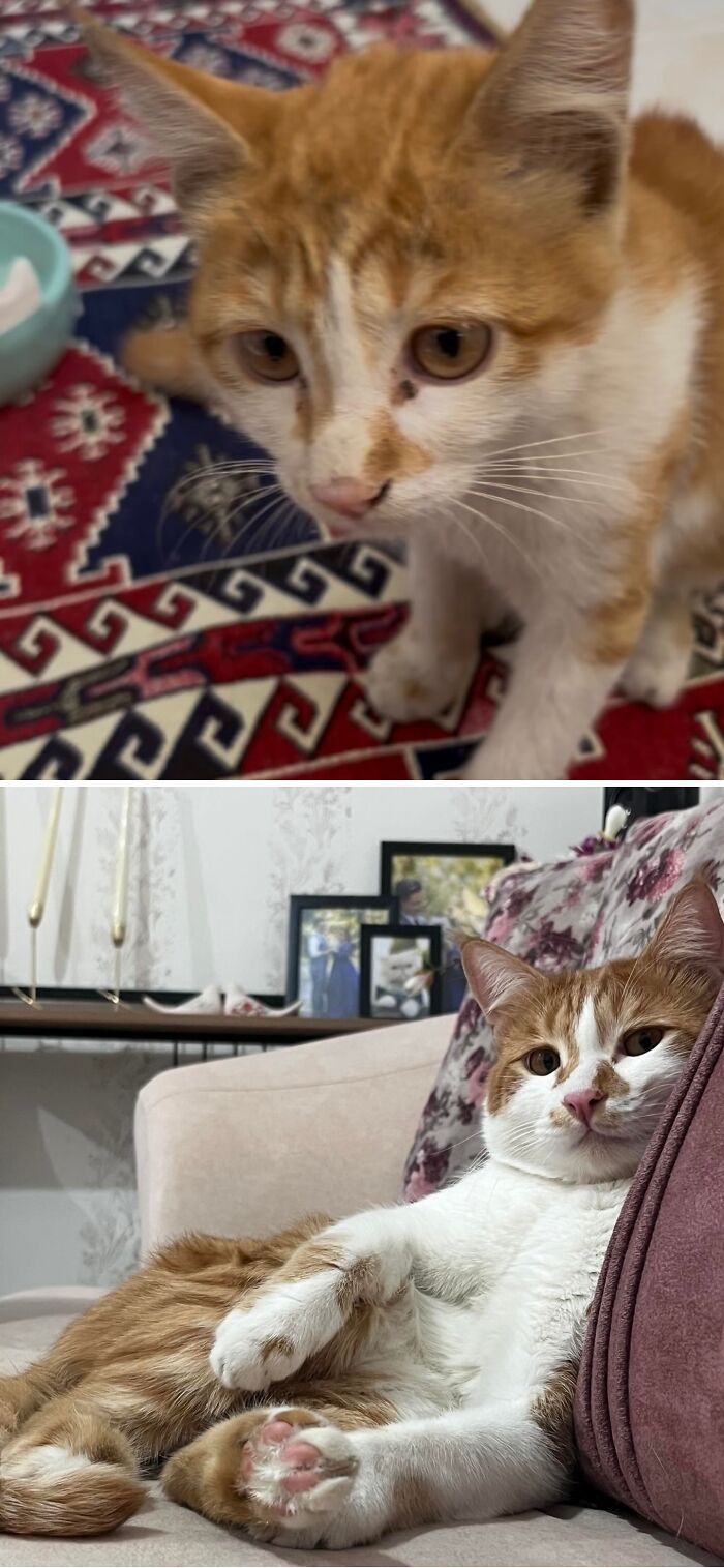 Cats Who Went From Zero to Hero After Finding Their Forever Homes