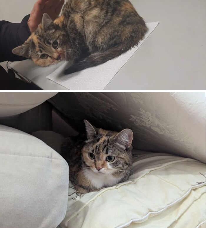 Cats Who Went From Zero to Hero After Finding Their Forever Homes