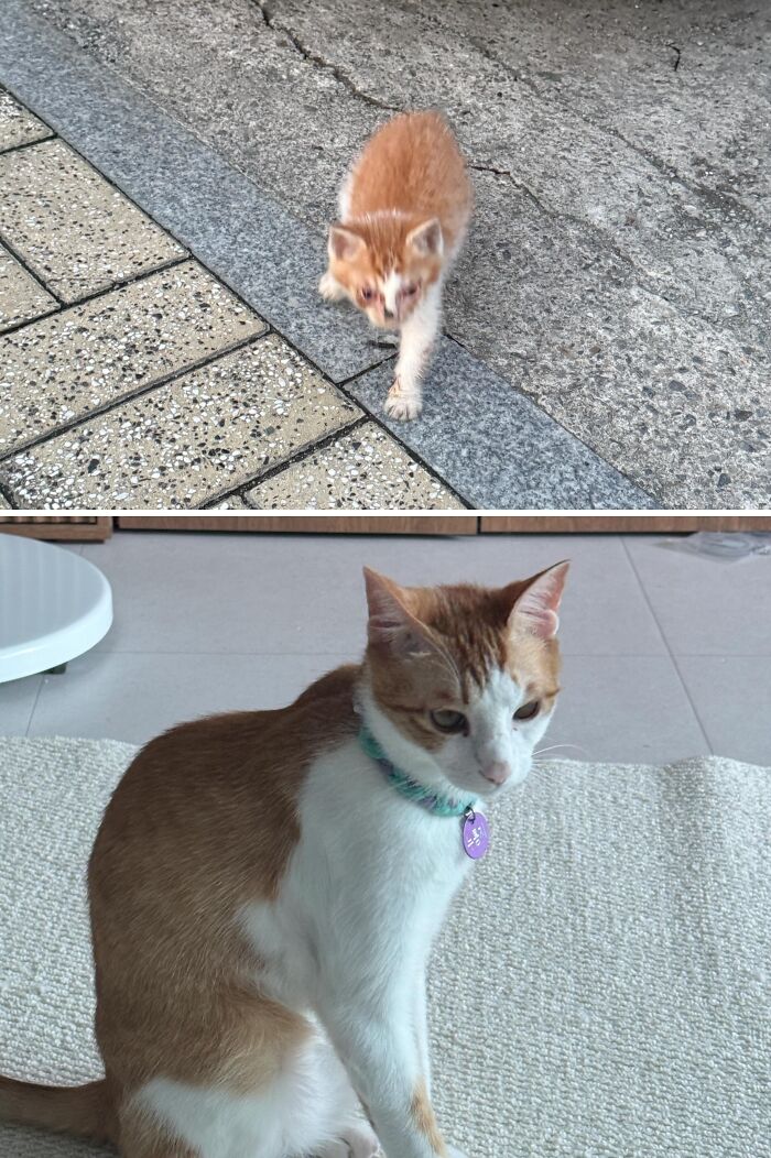Cats Who Went From Zero to Hero After Finding Their Forever Homes