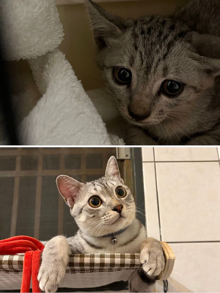 Cats Who Went From Zero to Hero After Finding Their Forever Homes