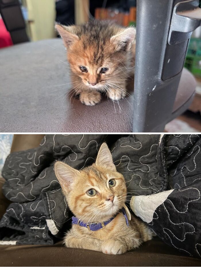 Cats Who Went From Zero to Hero After Finding Their Forever Homes