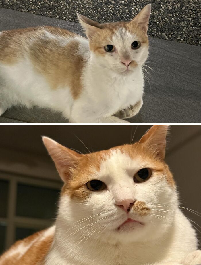 Cats Who Went From Zero to Hero After Finding Their Forever Homes