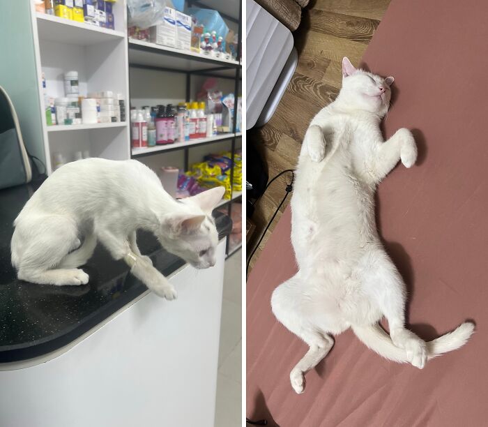 Cats Who Went From Zero to Hero After Finding Their Forever Homes