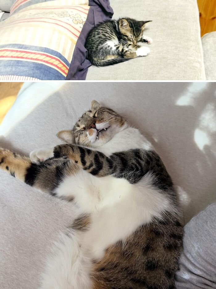 Cats Who Went From Zero to Hero After Finding Their Forever Homes
