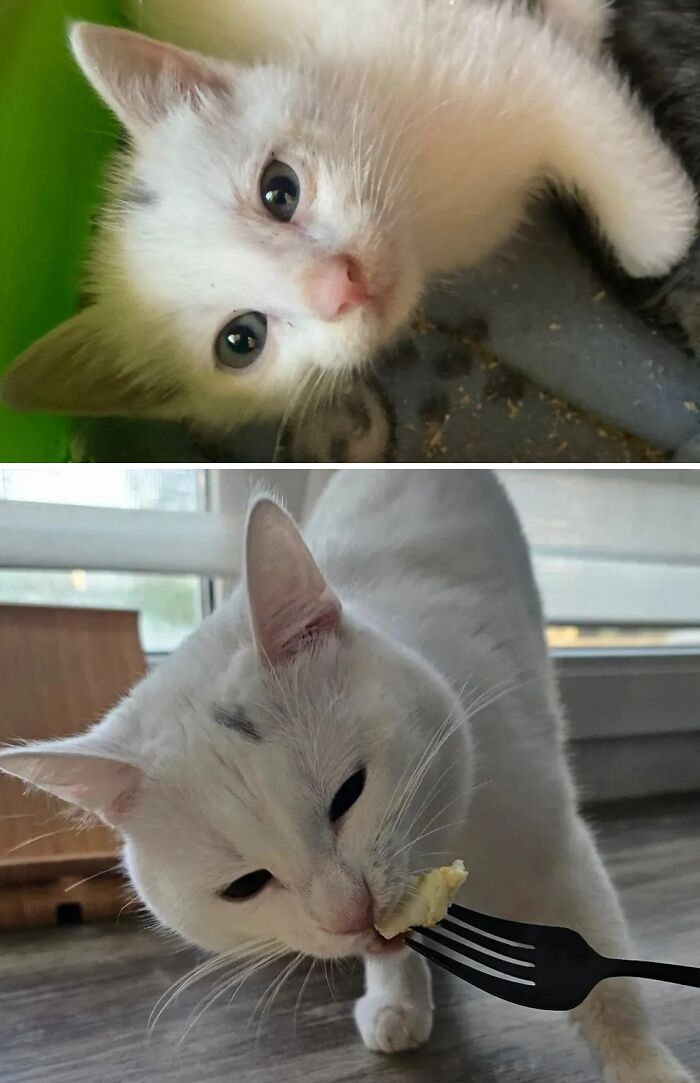 Cats Who Went From Zero to Hero After Finding Their Forever Homes