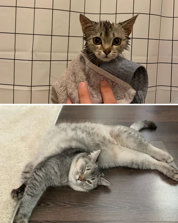Cats Who Went From Zero to Hero After Finding Their Forever Homes