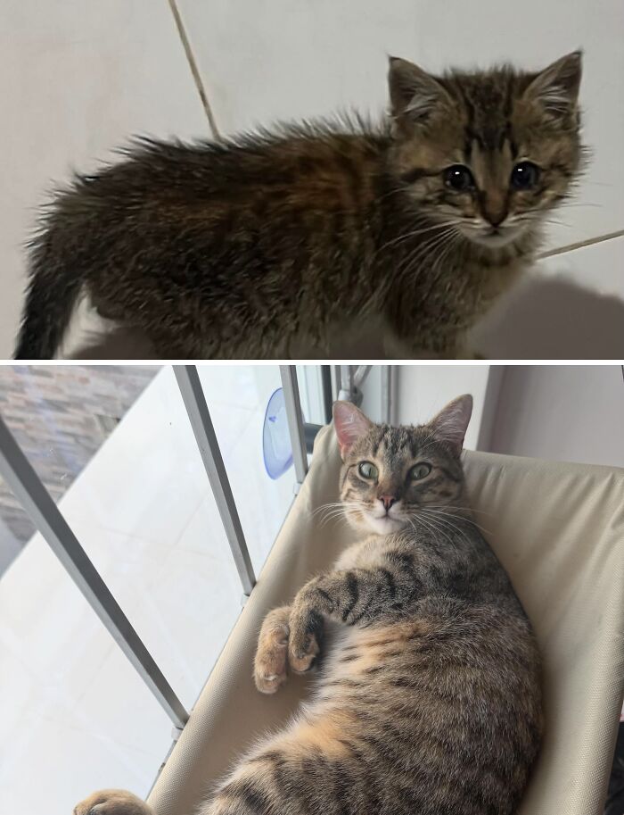 Cats Who Went From Zero to Hero After Finding Their Forever Homes