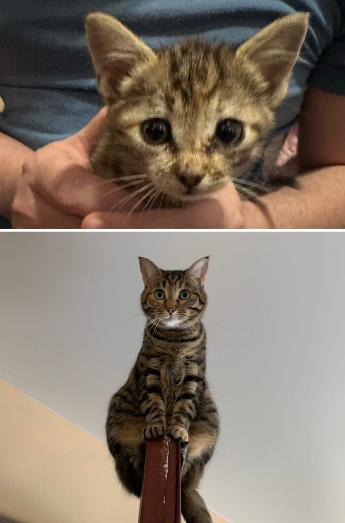 Cats Who Went From Zero to Hero After Finding Their Forever Homes