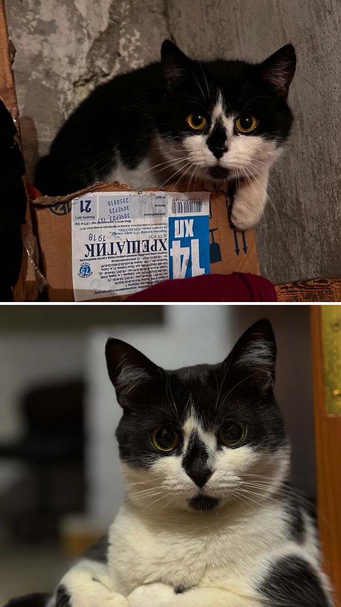 Cats Who Went From Zero to Hero After Finding Their Forever Homes